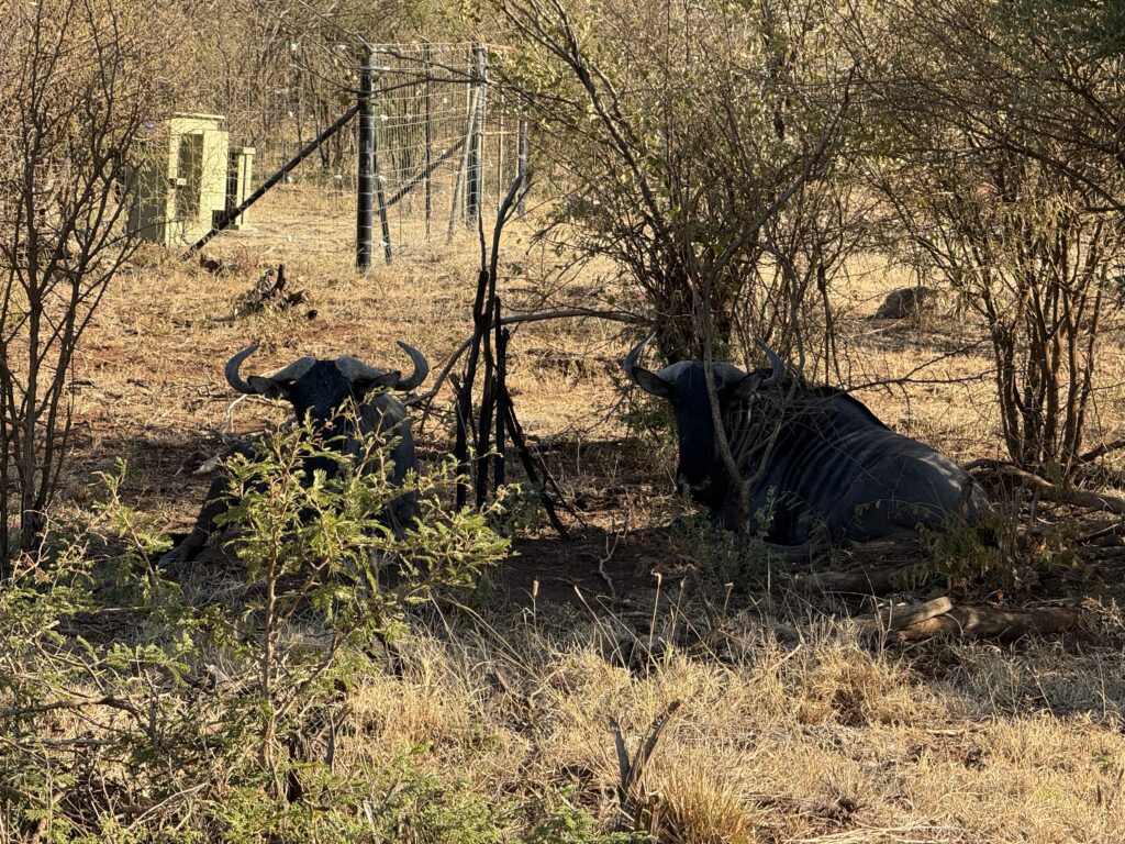 safari, south africa