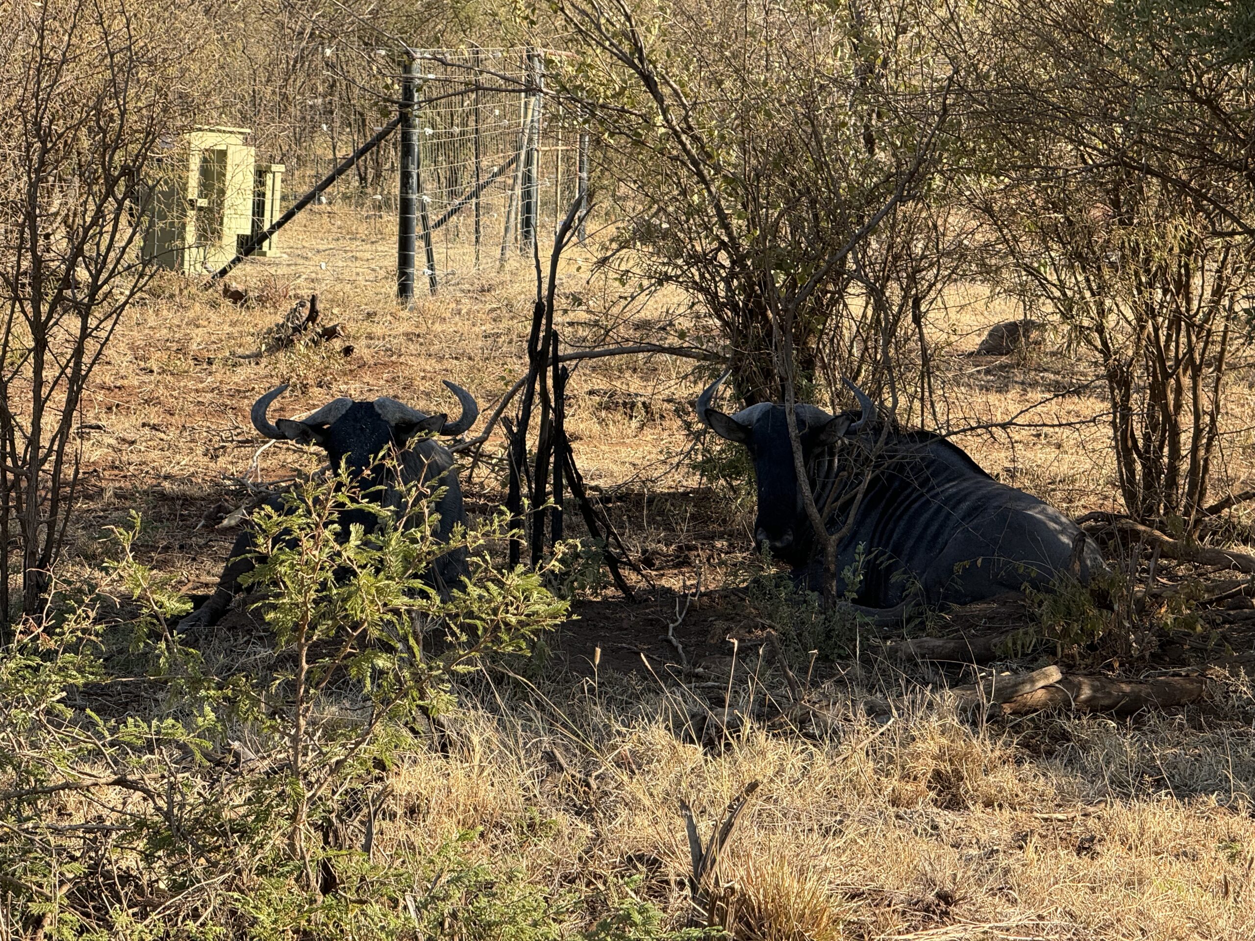 Safario gyvūnai besiilsintys pavėsyje karštą dieną Pietų Afrikoje