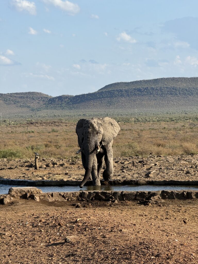 south africa, safari, elephant