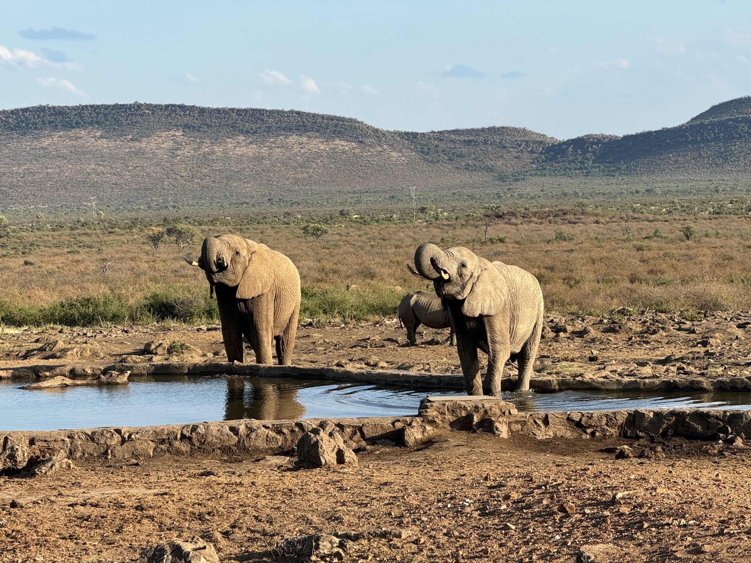 Du geriantys laukiniai drambliai prie vandens safario metu Pietų Afrikoje
