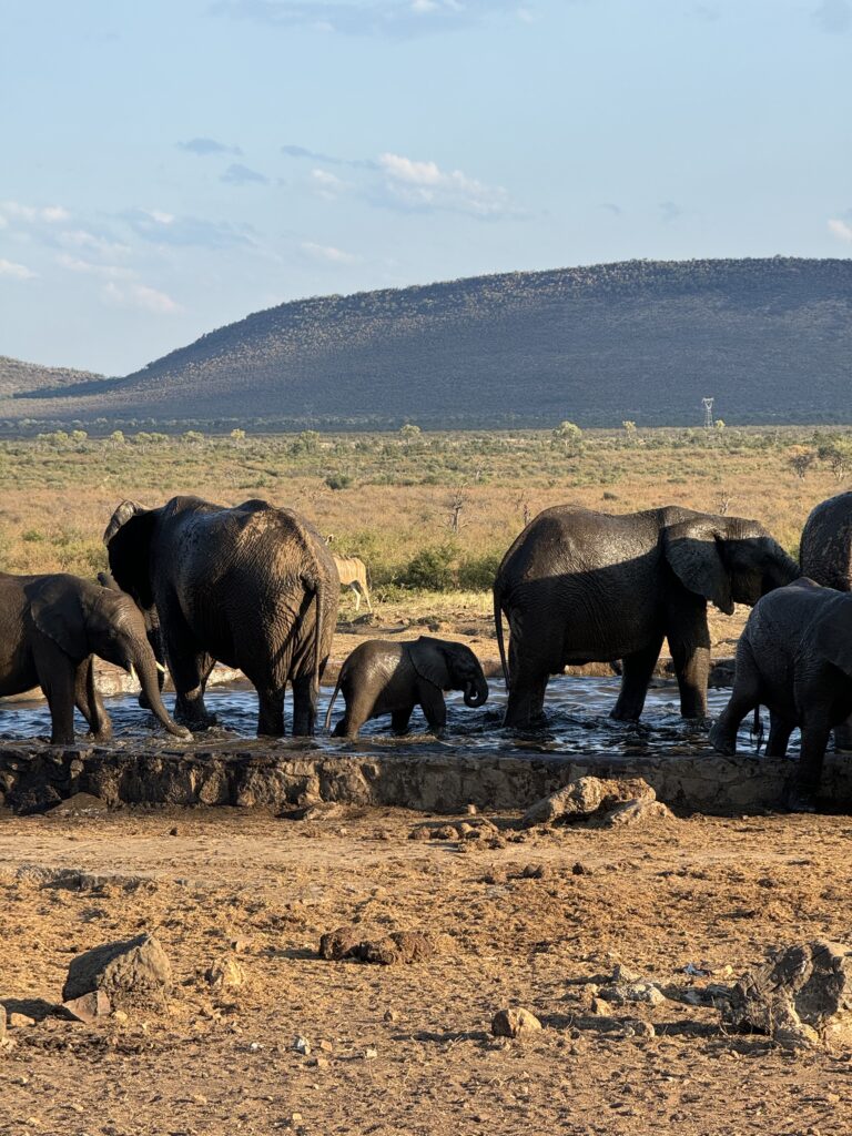 safari, south africa