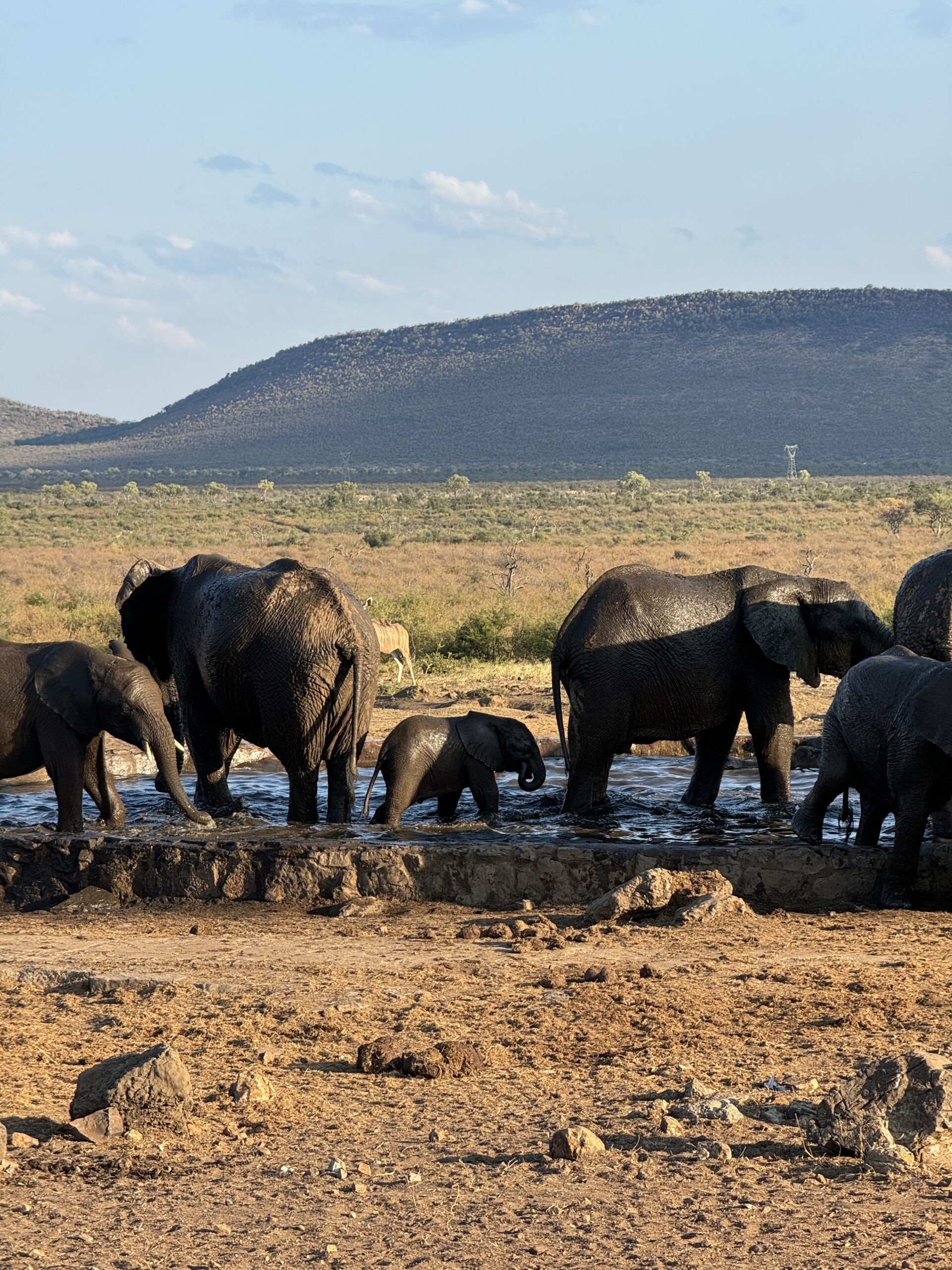 Didelė laukinių dramblių kaimenė prausiasi ir geria vandenį Pietų Afrikos nacionaliniame parke