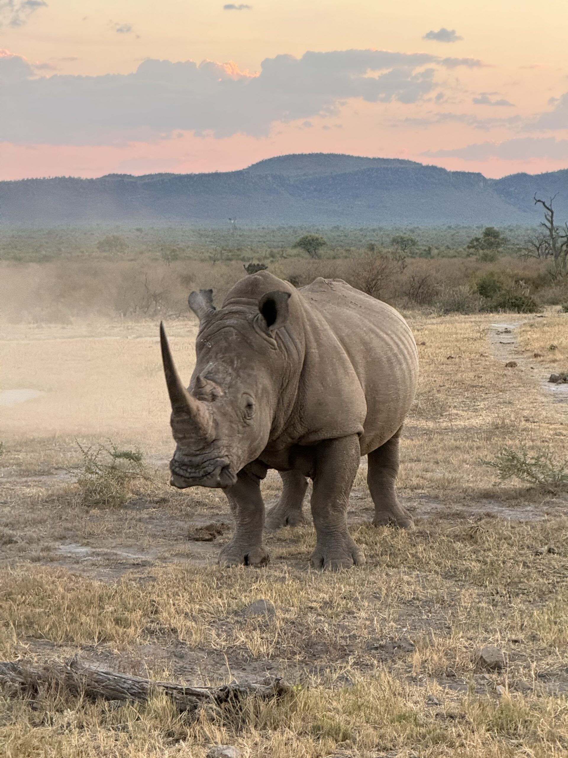 Laukinis raganosis savanoje keliaujant safaryje Pietų Afrikos Respublikoje