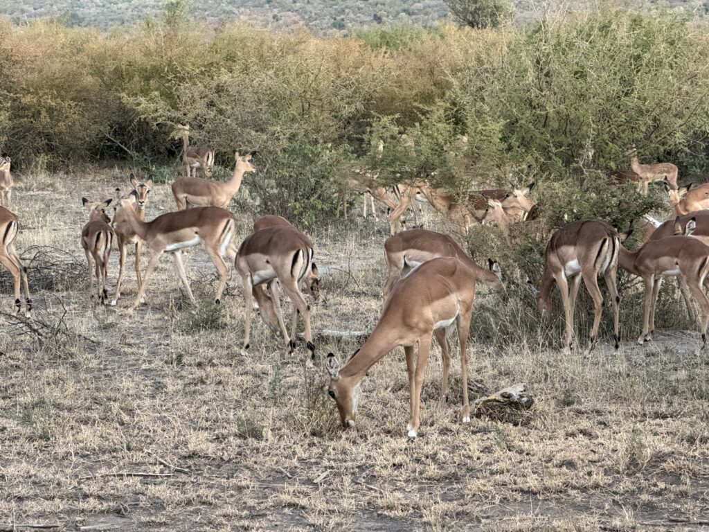 safari, south africa