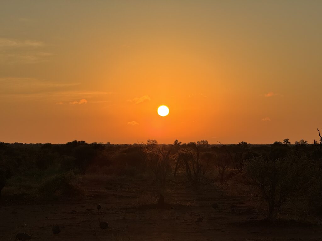 safari, south africa