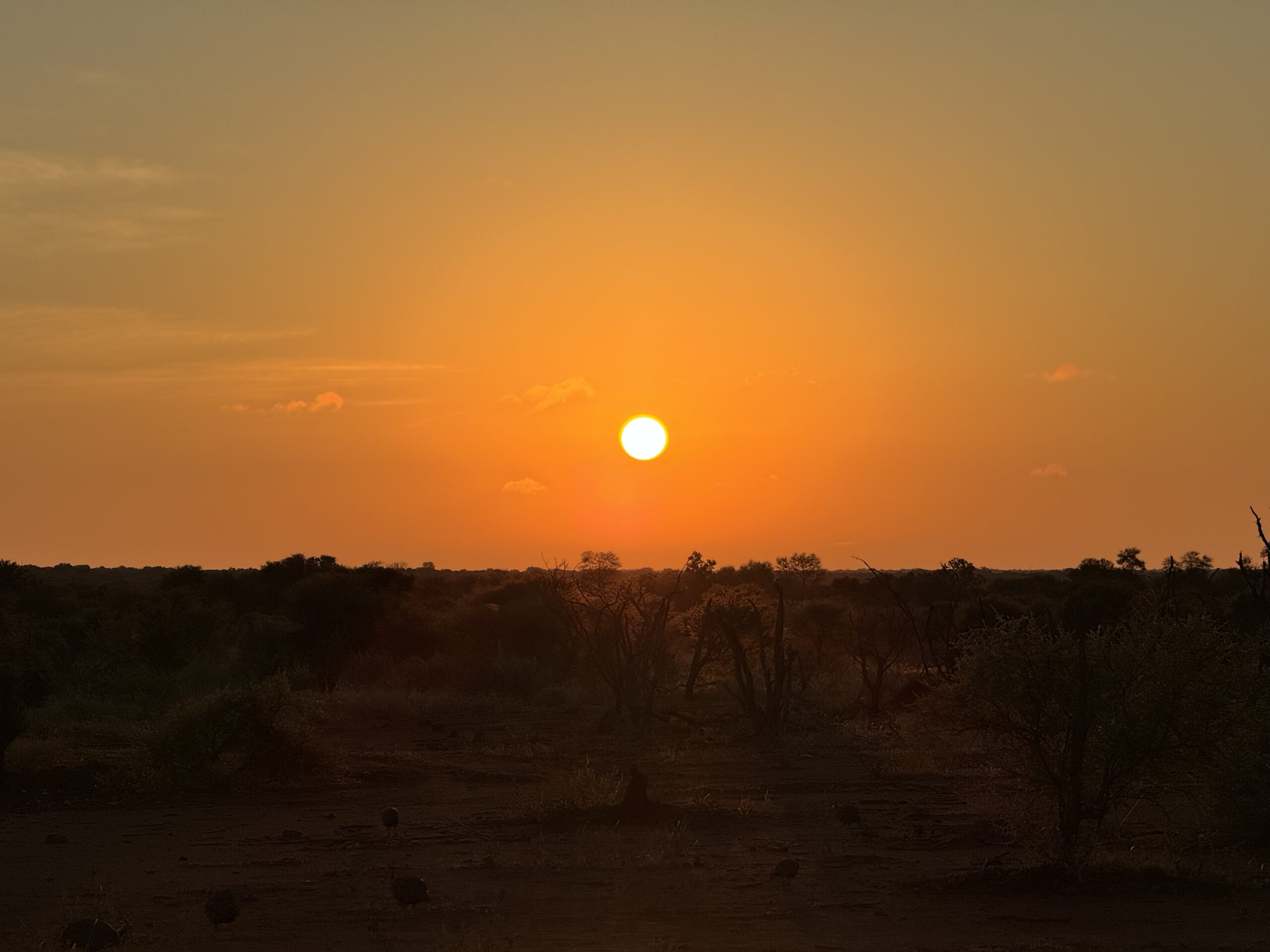 Auksinis saulėtekis ir rytinis rūkas savanoje Pietų Afrikos safario metu