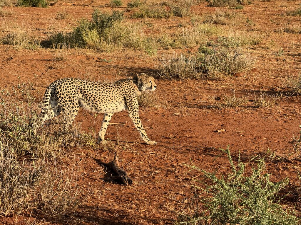 safari, south africa