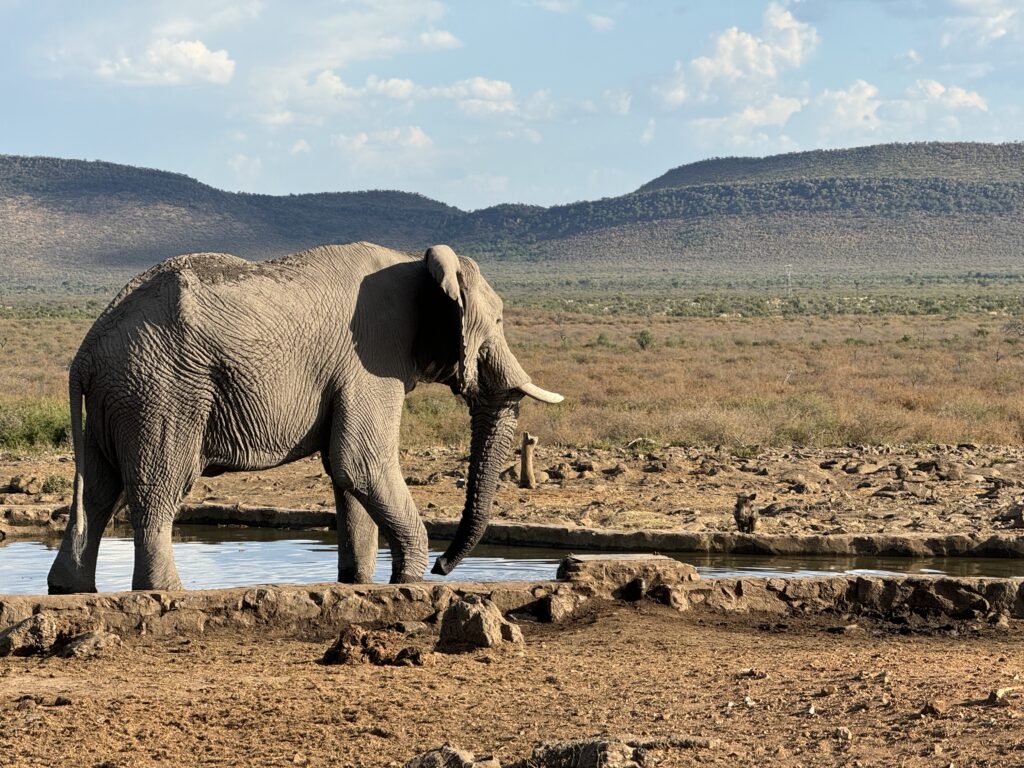 safari, south africa