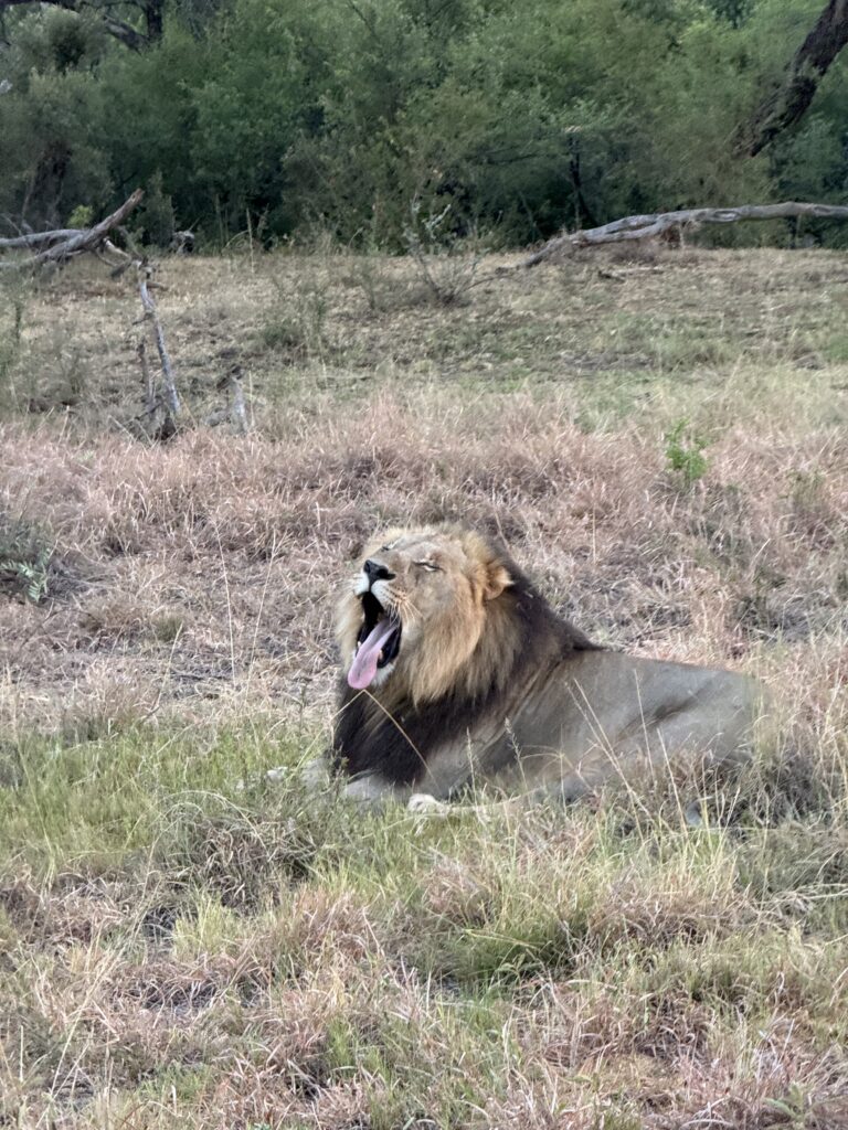 safari, south africa