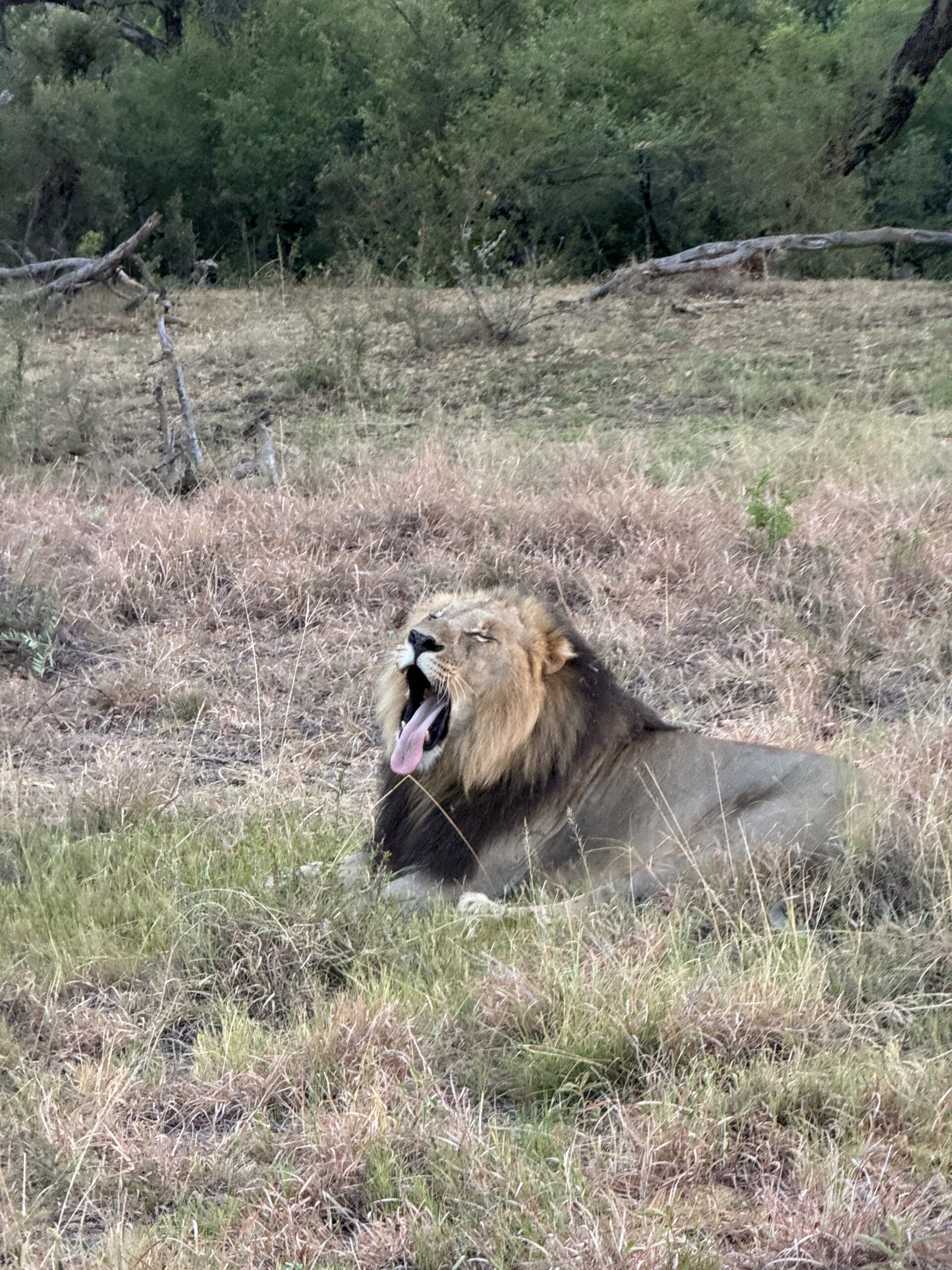 Ant žolės gulintis ir riaumojantis patinas liūtas Pietų Afrikos safaryje