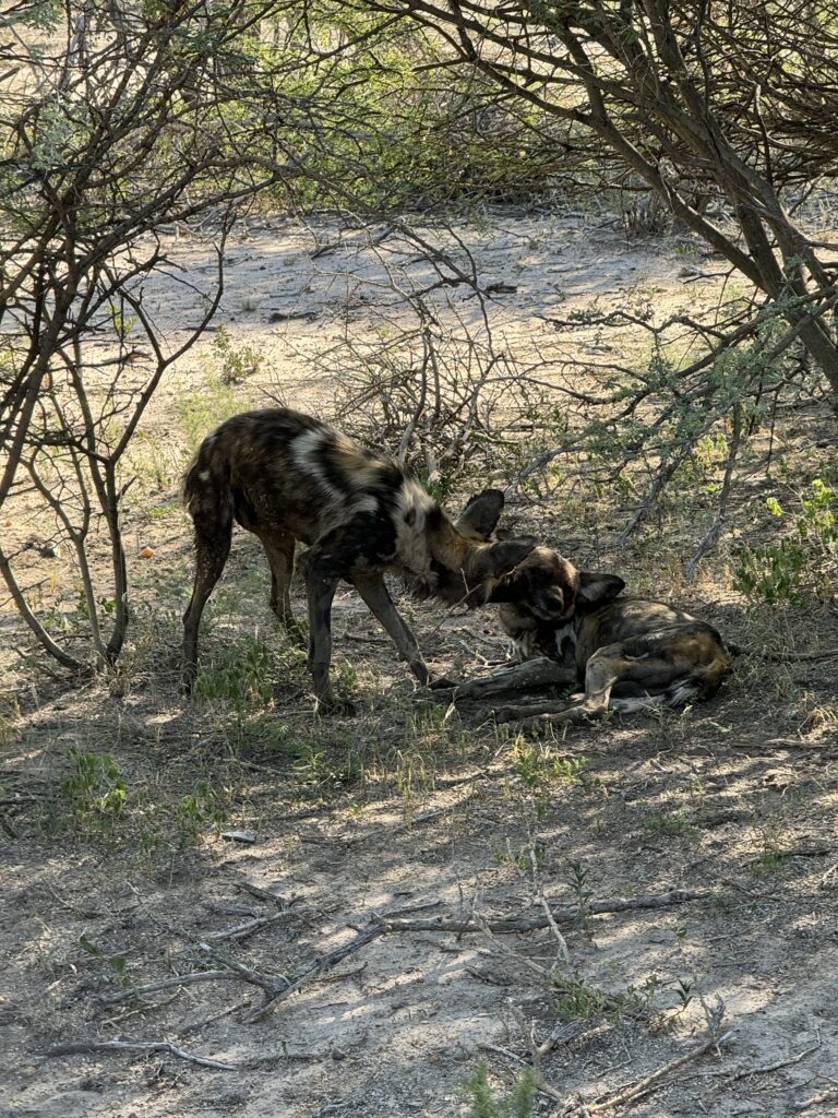 safari, south africa