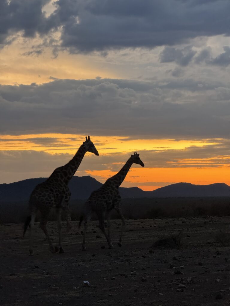 safari, south africa