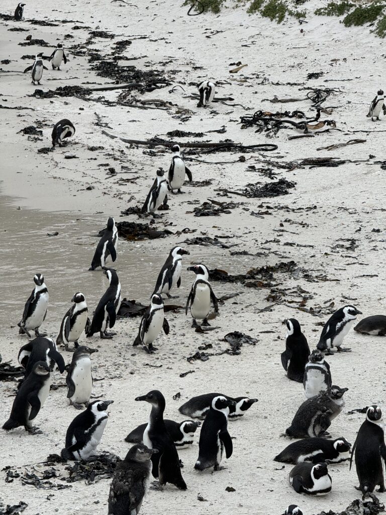 cape town, south africa