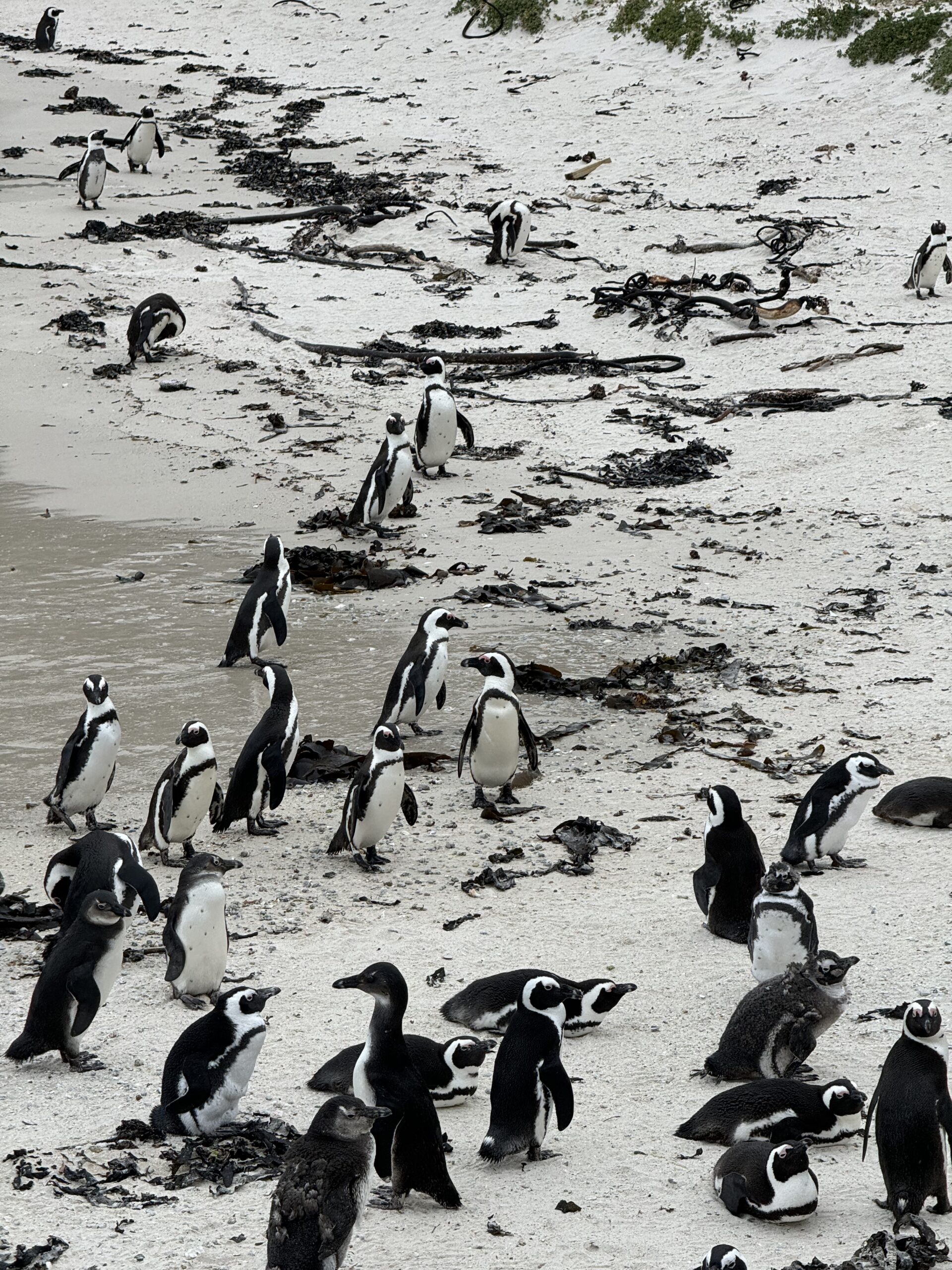 Afrikos pingvinai vaikšto smėliu Boulders paplūdimyje, Pietų Afrikoje.
