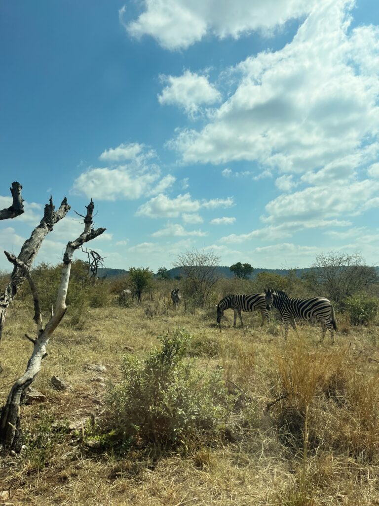 safari, south africa
