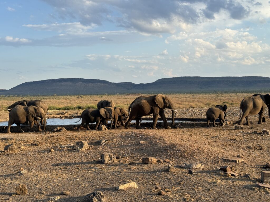 Dramblių kaimenė, einanti atsigėrus vandens Madikwe Game Reserve parke Pietų Afrikoje