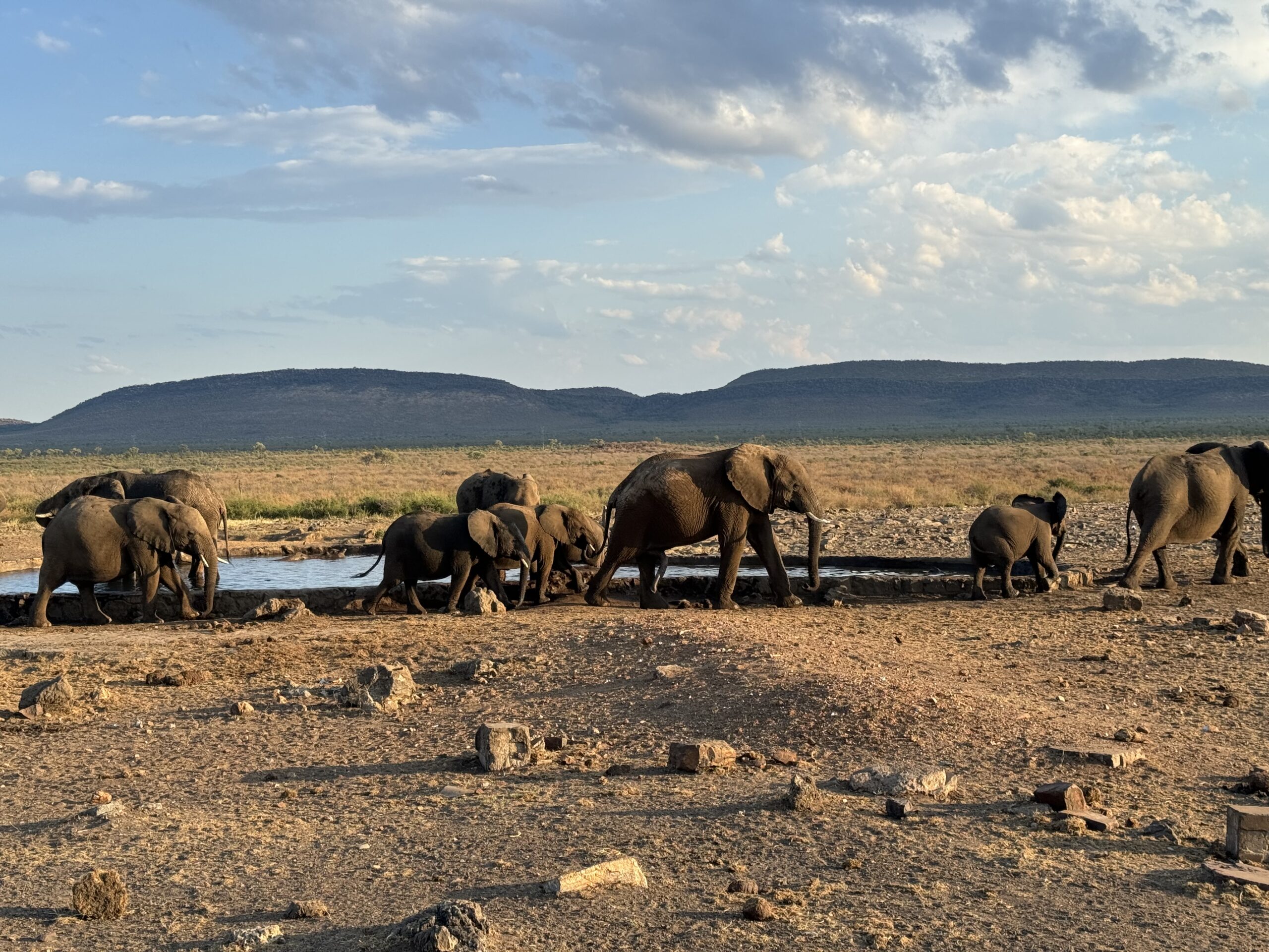 Safari Krugerio nacionaliniame parke — geriausias laikas kelionei į Pietų Afriką