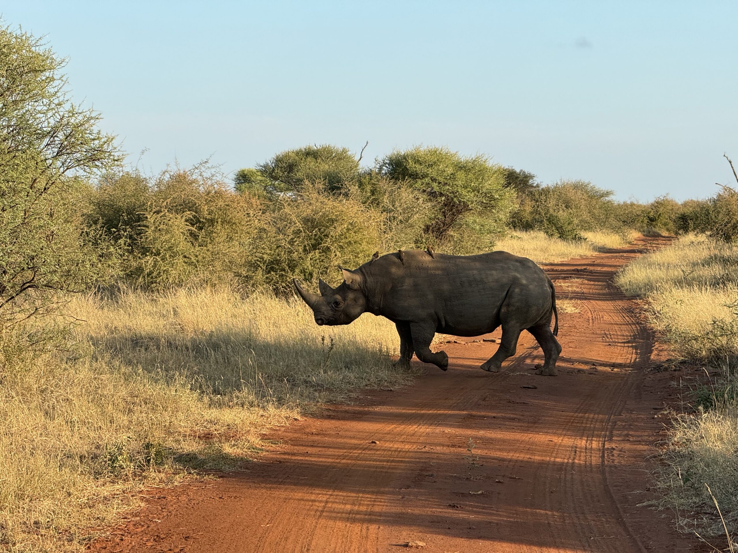Mano TOP safari parkai Pietų Afrikoje