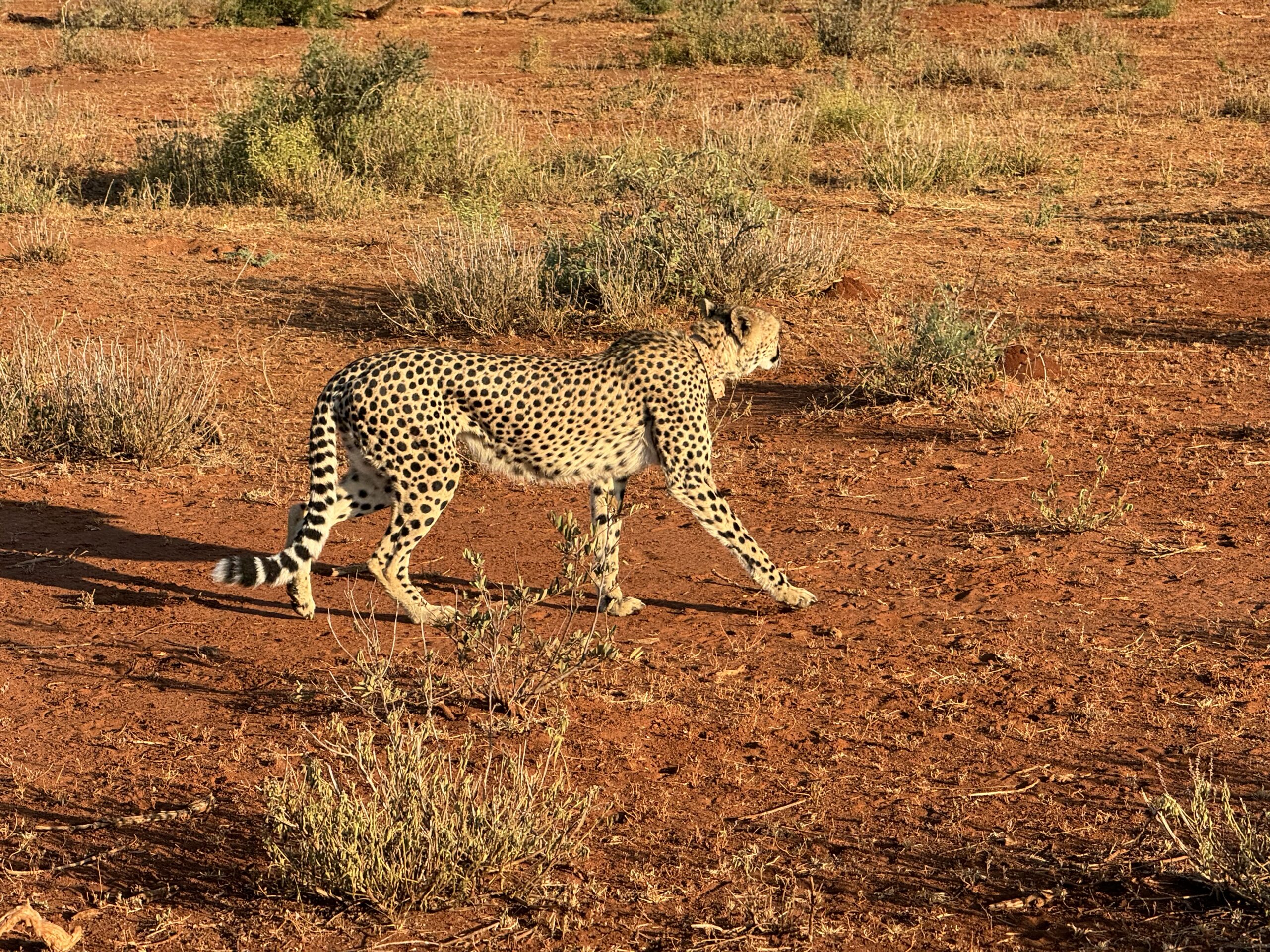 Einantis gepardas Madikwe Game Reserve parke, Pietų Afrikoje.