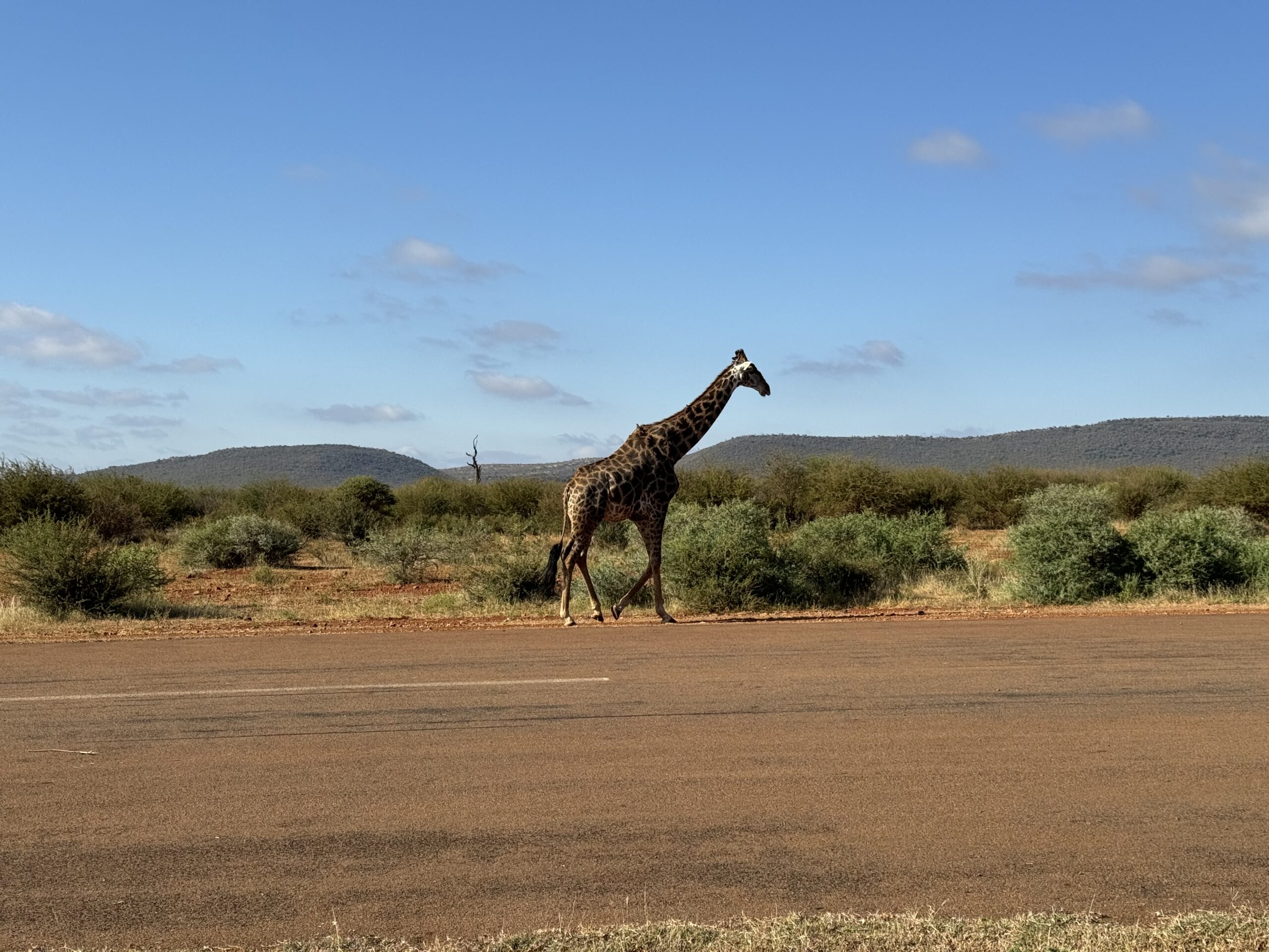 Žirafa eina šalia lėktuvo nusileidimo tako Madikwe Game Reserve safari, Pietų Afrikoje.