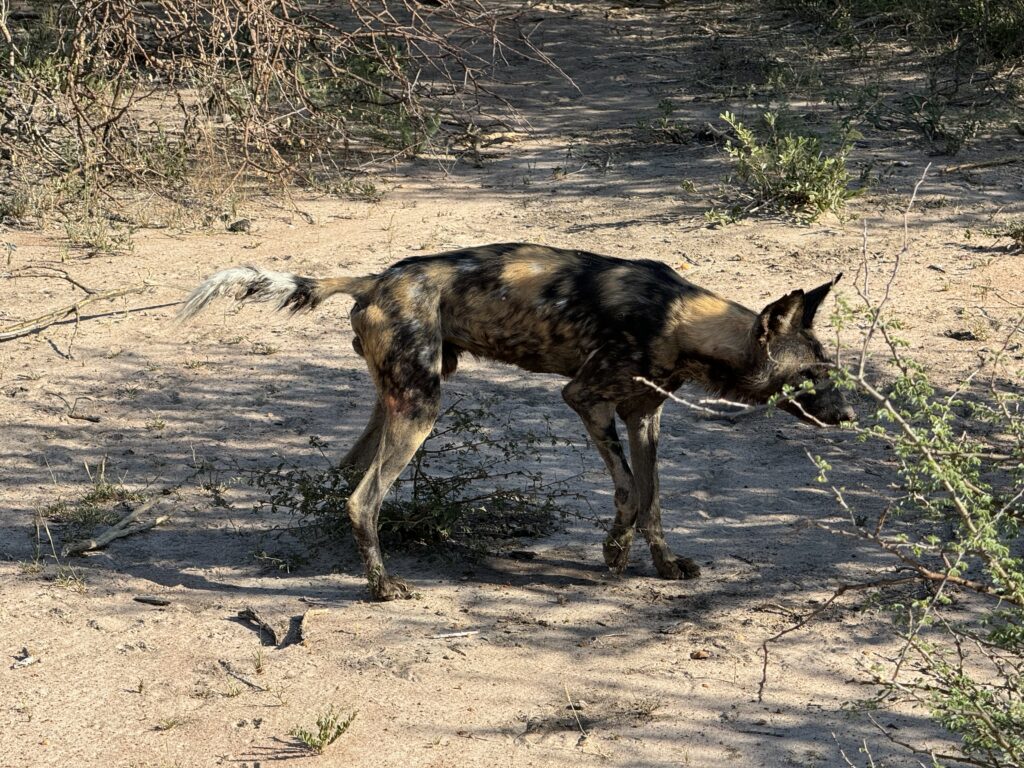Retas Afrikos hieninis šuo Madikwe safario parke Pietų Afrikoje