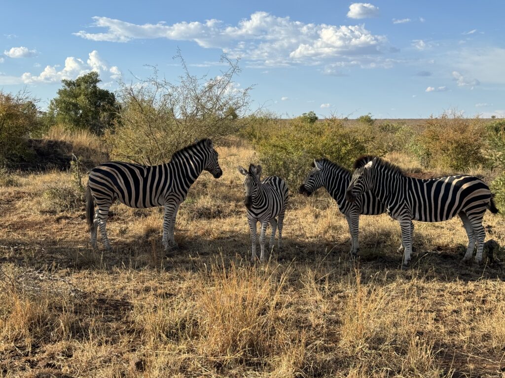 4 zebrai Madikwe Game Reserve safario parke Pietų Afrikoje
