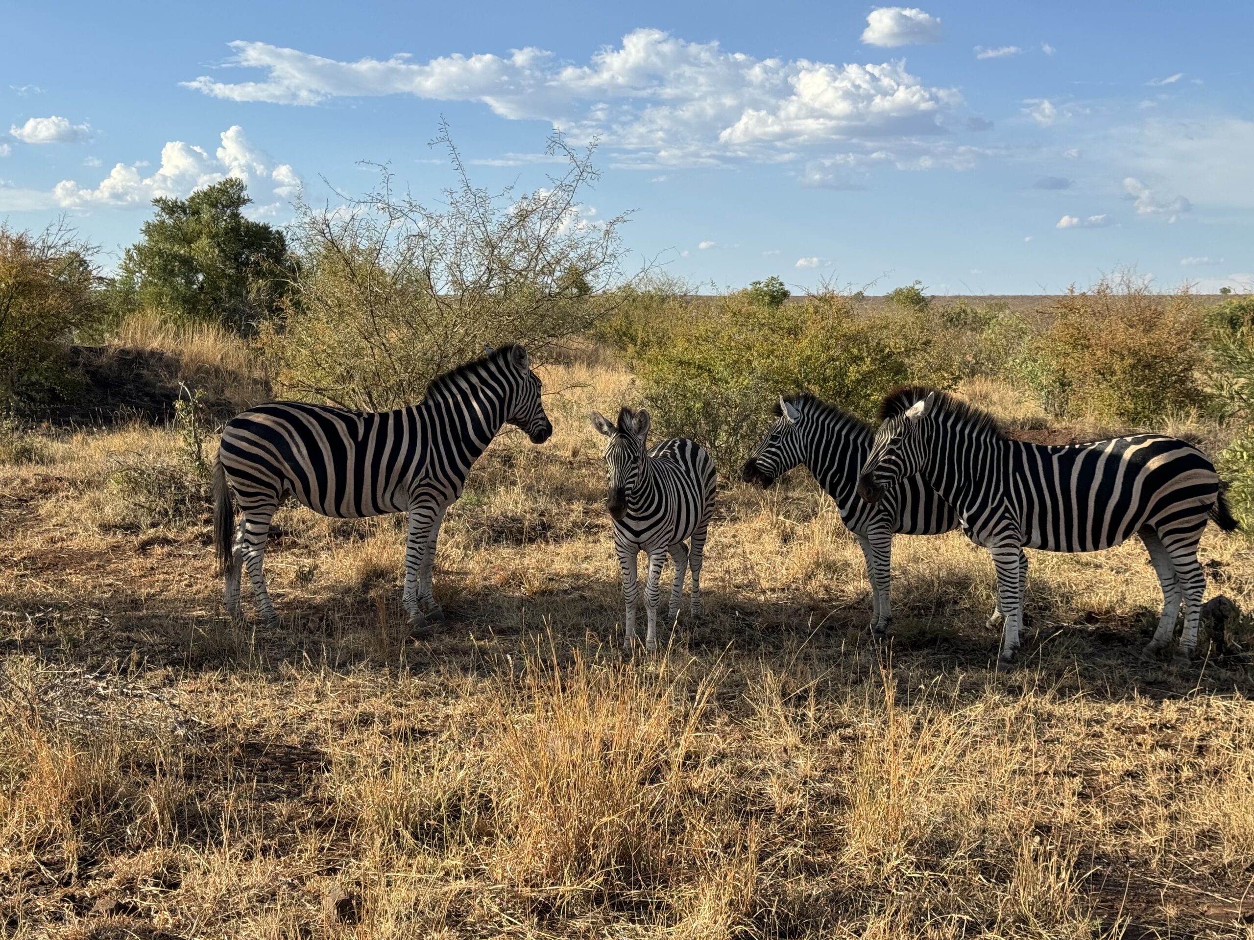 Zebrai stovi savanoje Pietų Afrikoje
