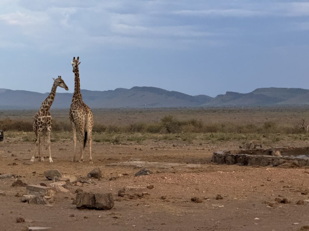 2 žirafos Madikwe Game Reserve safario parke Pietų Afrikoje
