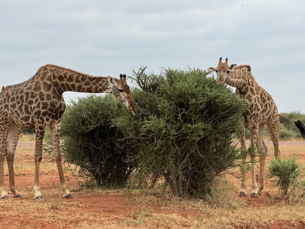 Dvi žirafos valgo nuo medžio Madikwe Game Reserve parke Pietų Afrikoje