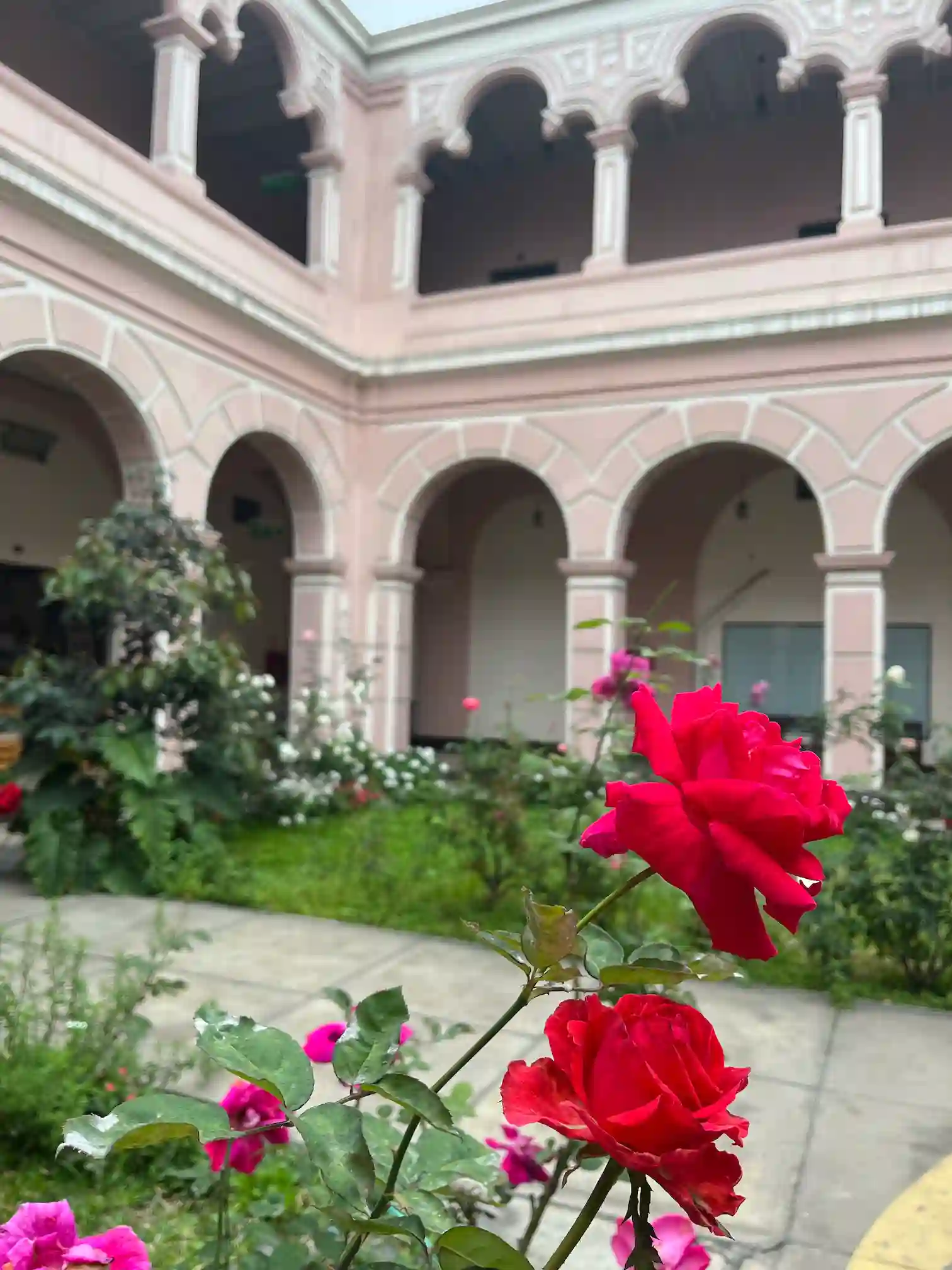 Raudona rožė kolonijinio vienuolyno arkadiniame kieme, Lima, Peru