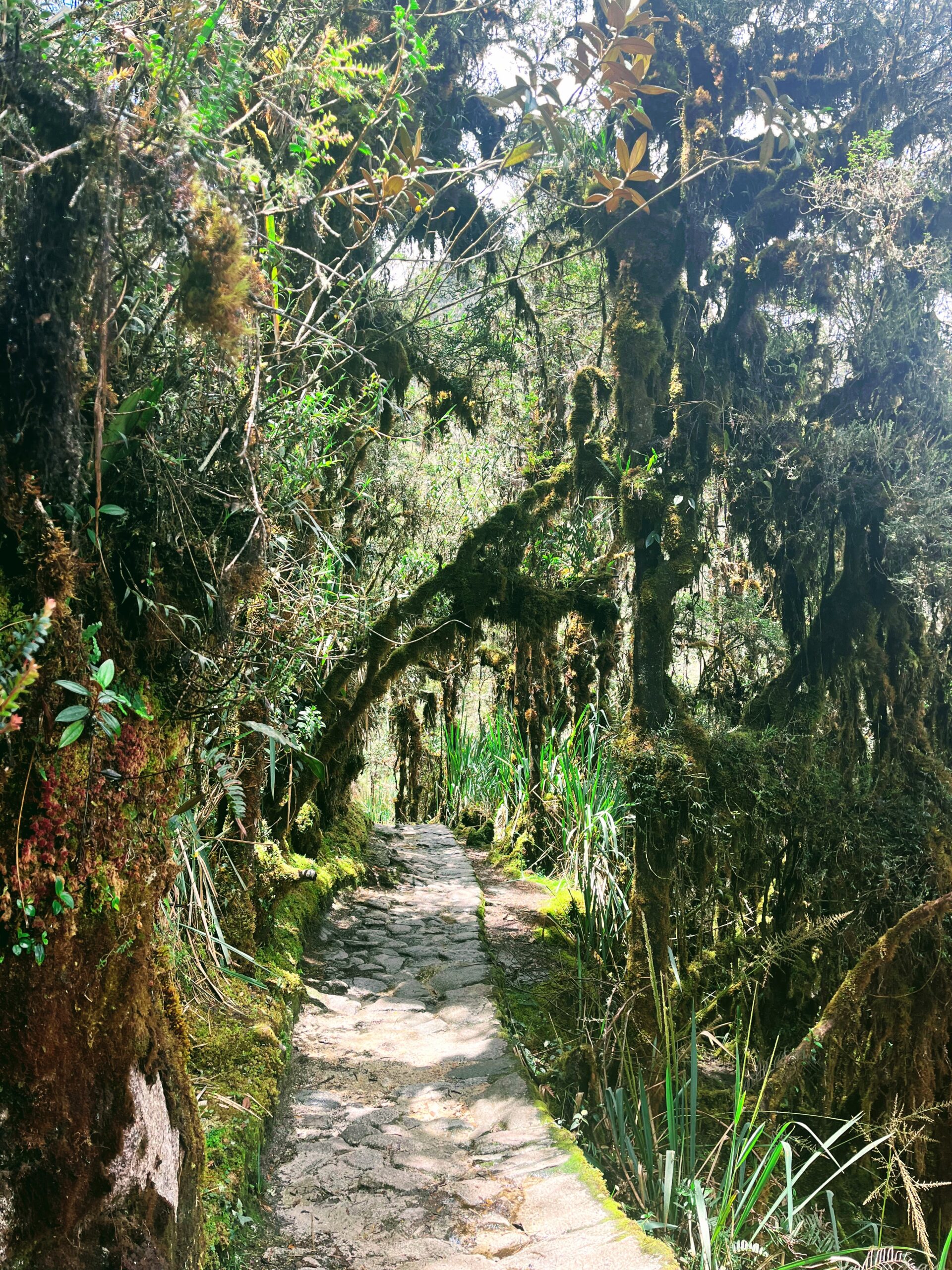 Kelionė į Peru: Maču Pikču, Amazonė ir praktiniai patarimai Tankios atogrąžų džiunglės ir vešli augmenija šalia senovinio Inkų tako.