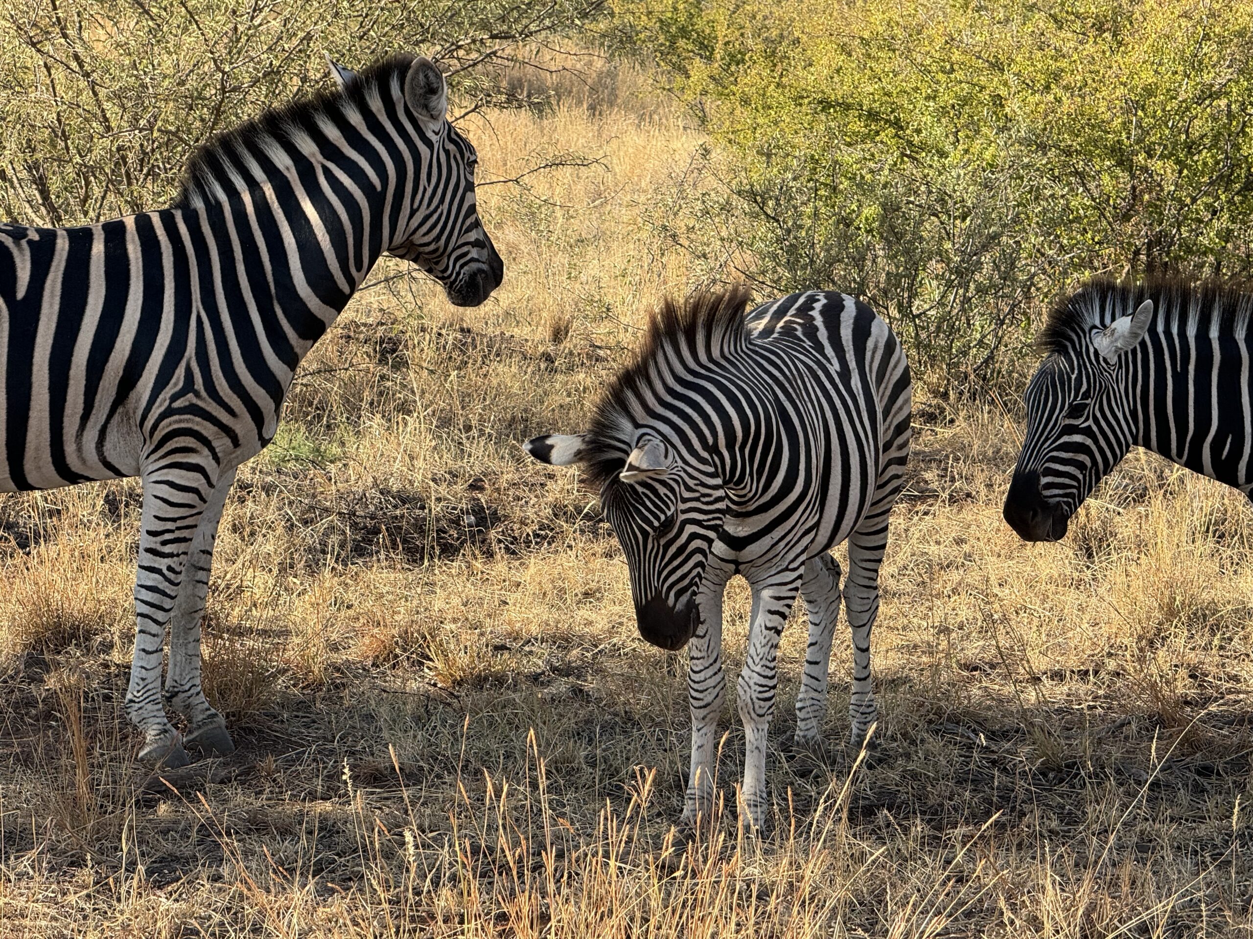 Trys laukiniai zebrai Pietų Afrikoje