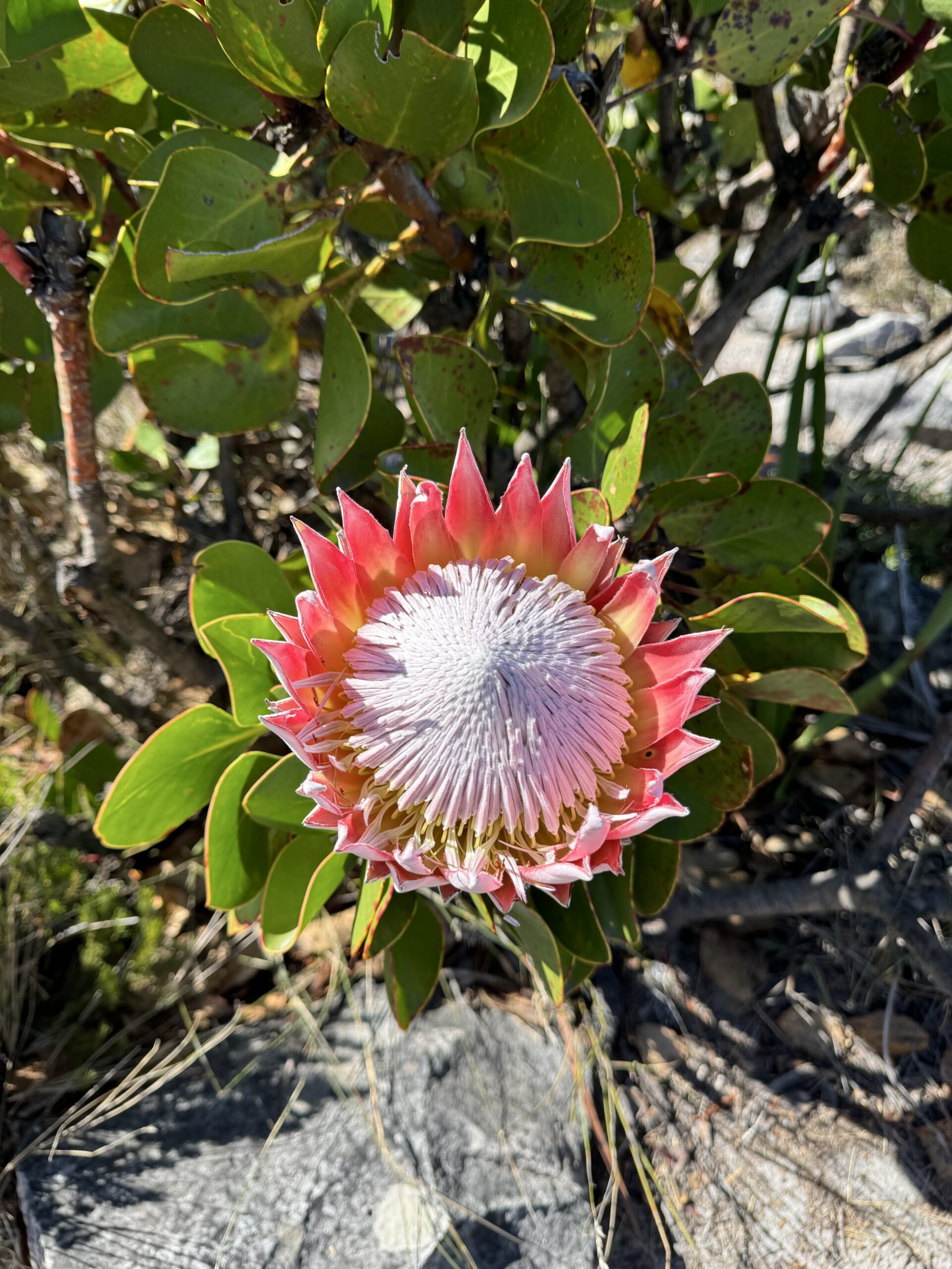 Žydinčios laukinės gėlės ant Stalo kalno viršūnės Pietų Afrikoje