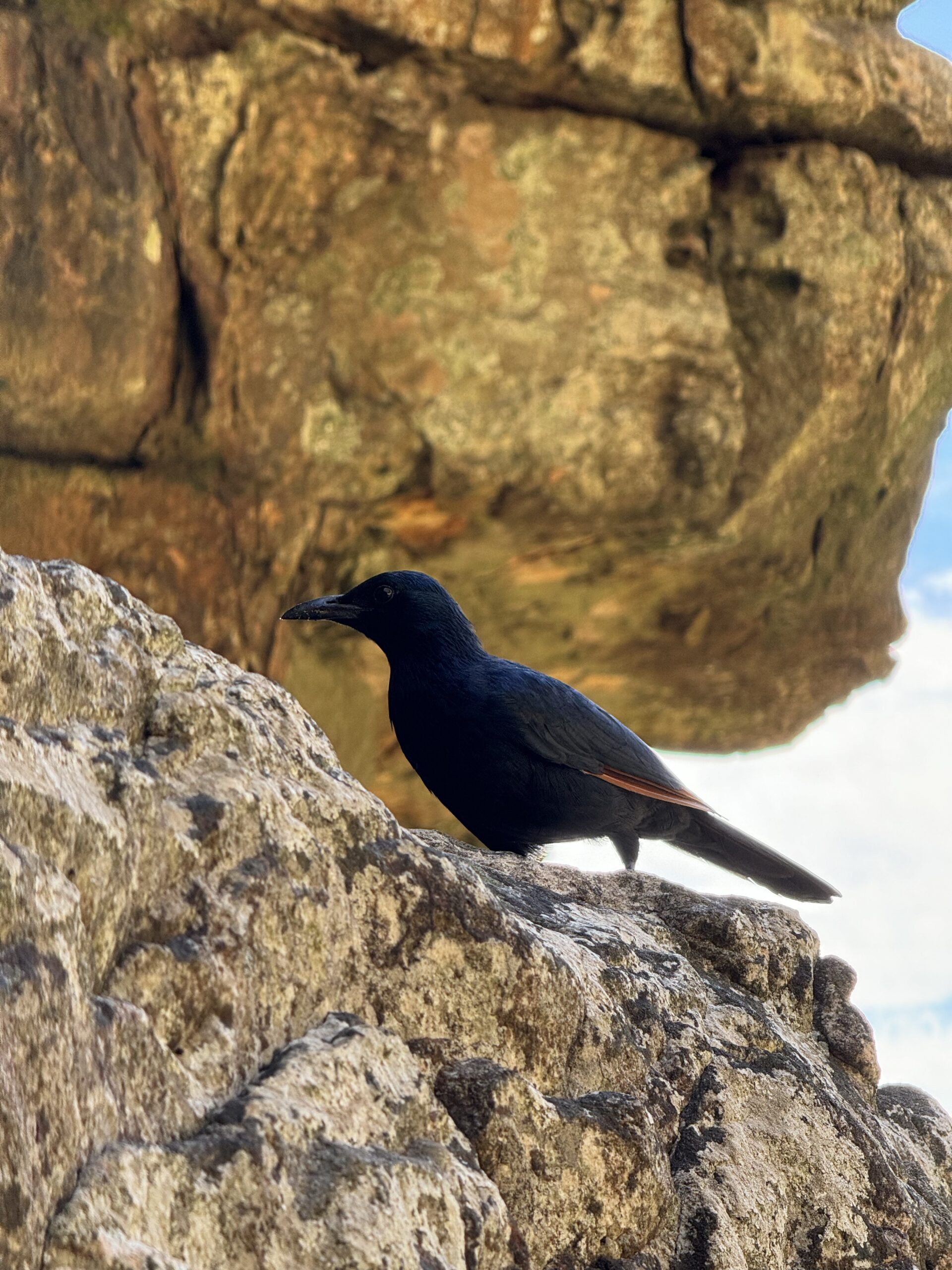 Laukinis paukštis ant Stalo kalno uolų Keiptaune, Pietų Afrikoje