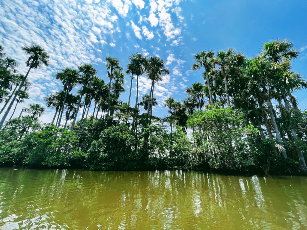 Kelionė į Peru: Maču Pikču, Amazonė ir praktiniai patarimai Tankios ir vešlios Amazonės džiunglės, matomos plaukiant upe Peru.