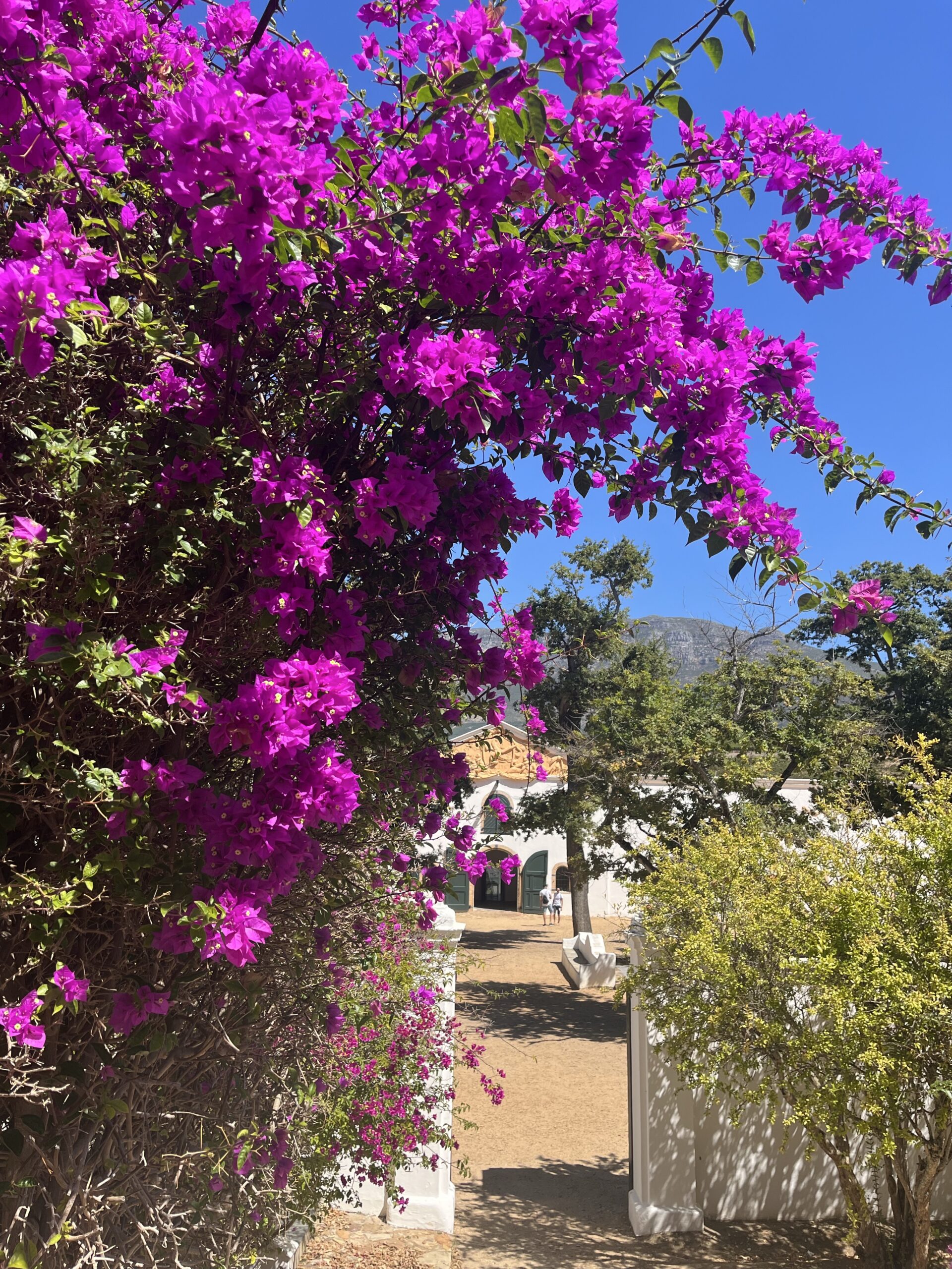 Įspūdingai žydinčios violetinės žakarandos (Jacaranda) medžio gėlės Pietų Afrikoje