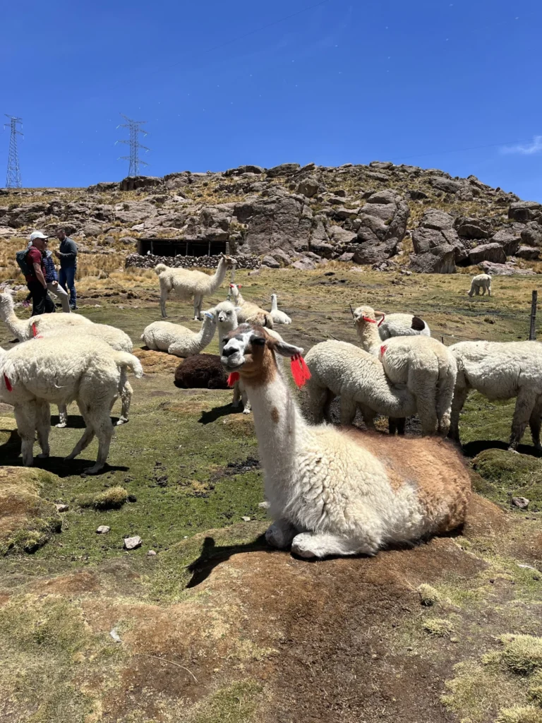 Vikunjų banda pakeliui į Kolkos kanjoną iš Arequipos