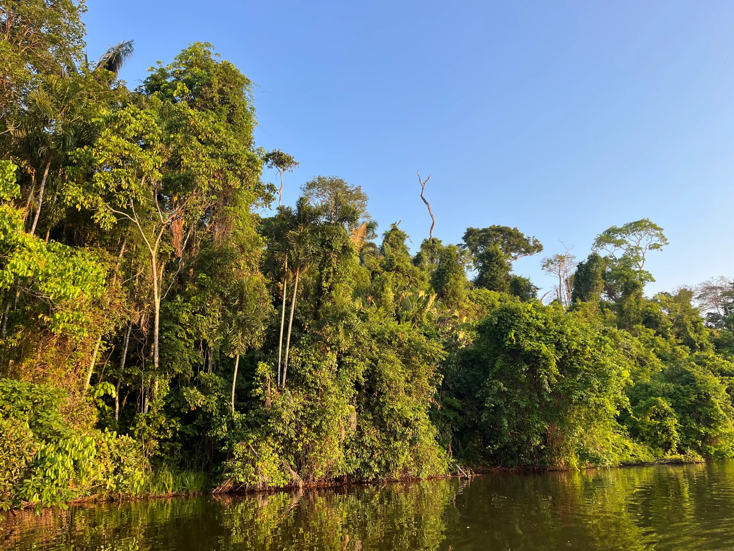 Vešli Amazonės džiunglių pakrantė Sandoval ežere saulėtekio šviesoje