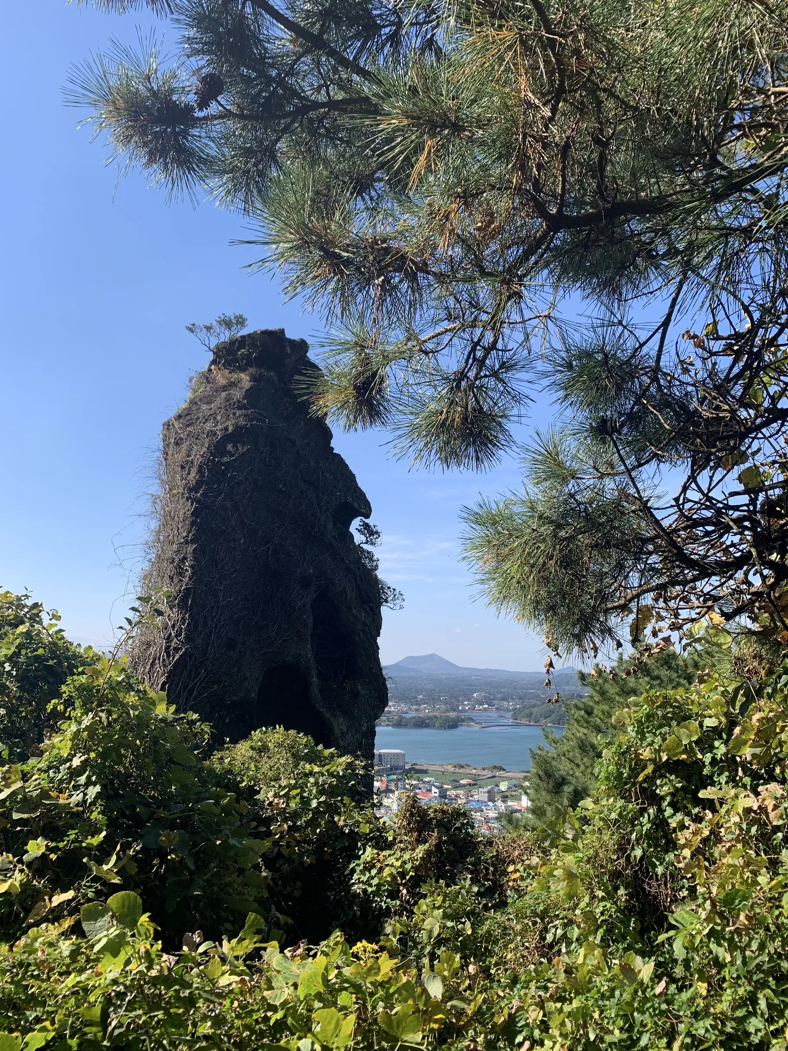 Jeju's Women Divers: Where to See Them Seongsan Ilchulbong uola, matoma pro pušų šakas, ir Jeju miestelis apačioje