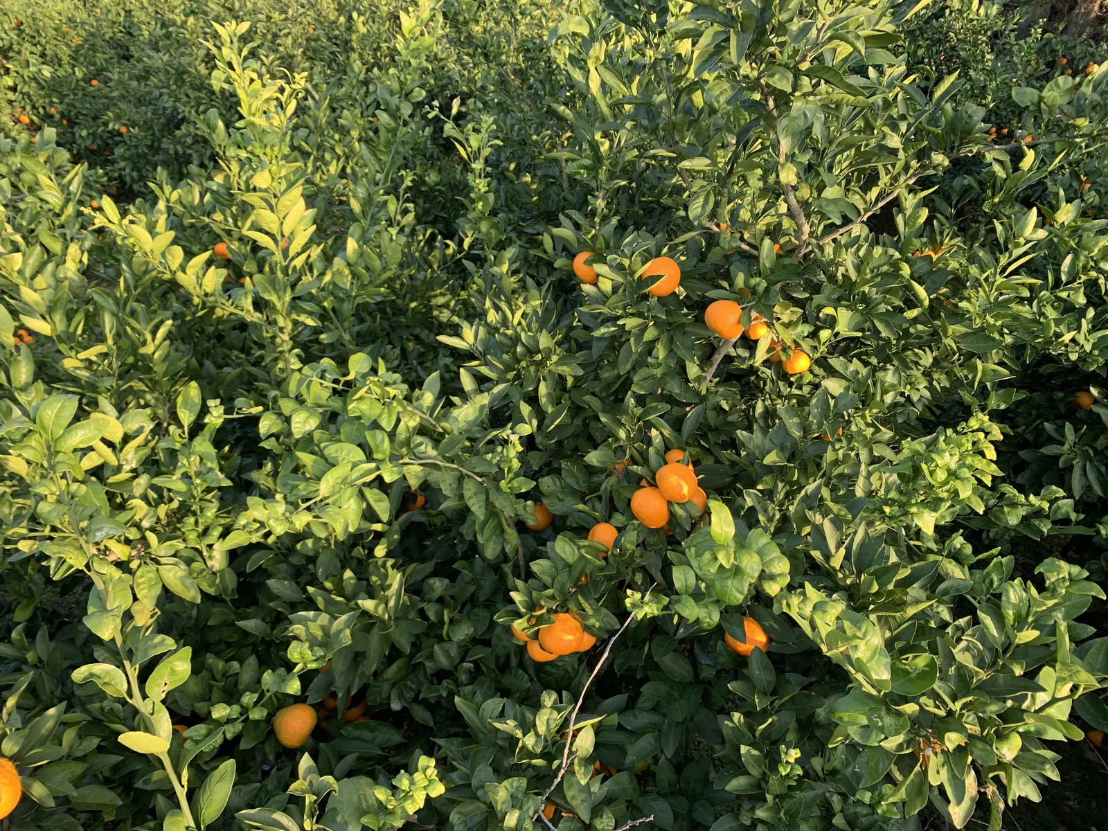 Mandarinų sodas su prinokusiais vaisiais Jeju saloje